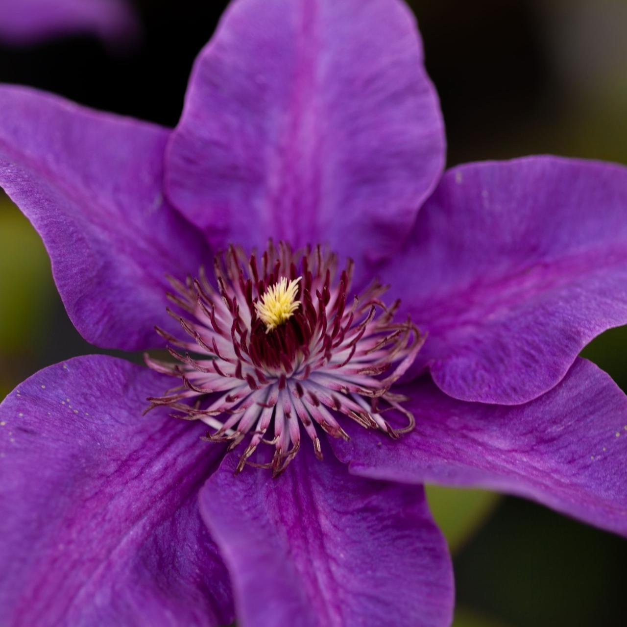 Clematis 'Multi Pink' plant