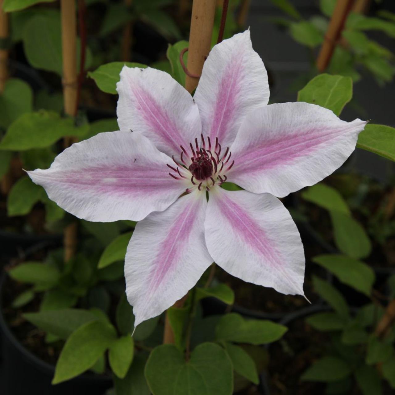 Clematis 'Nelly Moser' plant