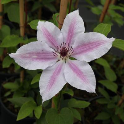 clematis-nelly-moser