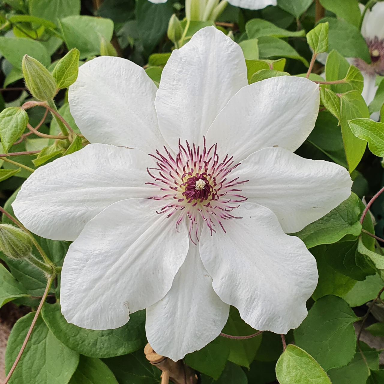 Clematis 'Ninon' plant