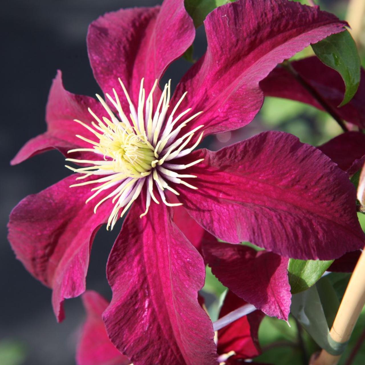 Clematis 'Niobe' plant