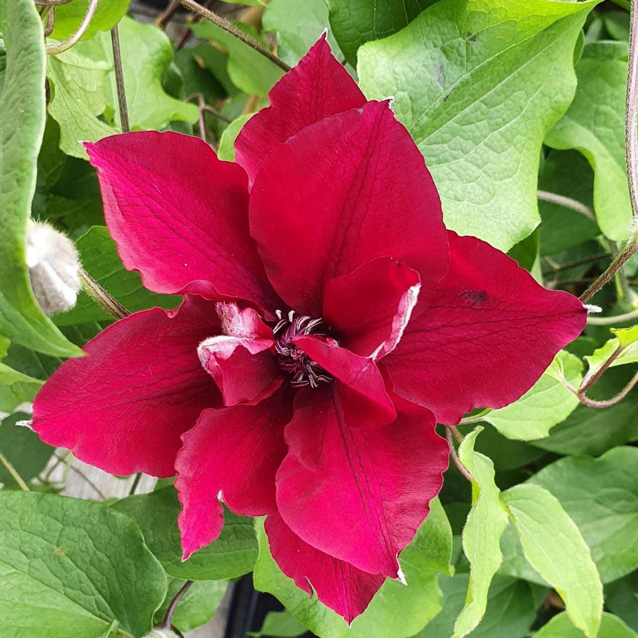 Clematis 'Nubia' plant