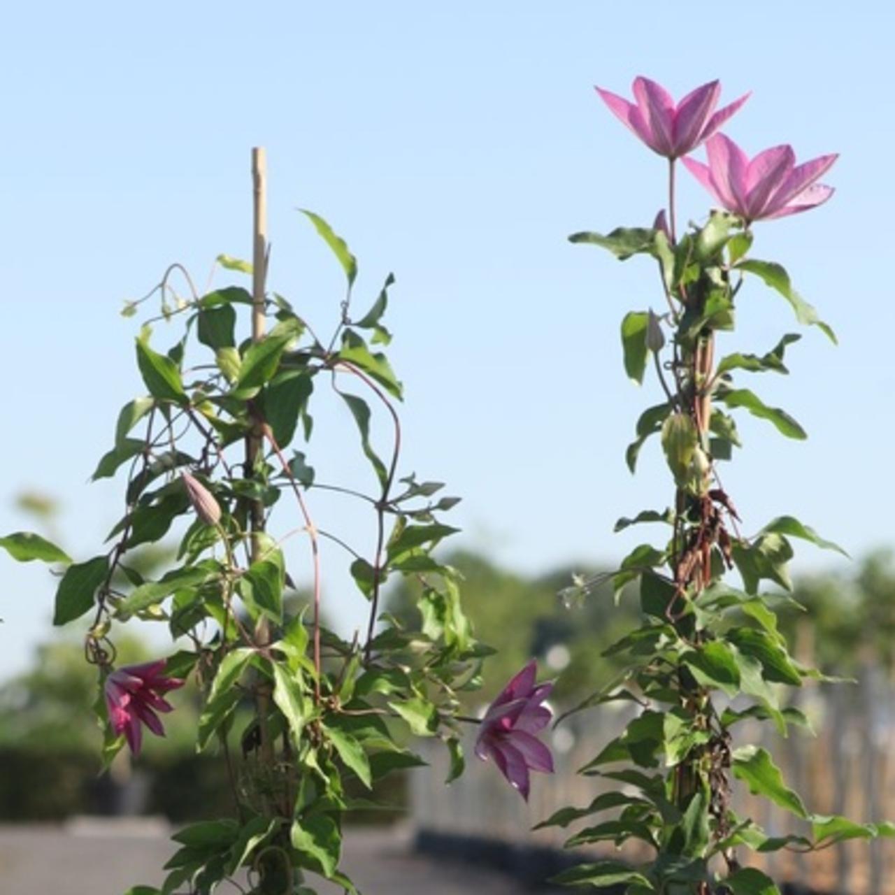 Clematis 'Omoshiro' plant