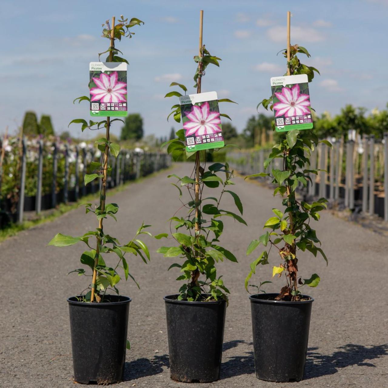 Clematis 'Picotee' plant