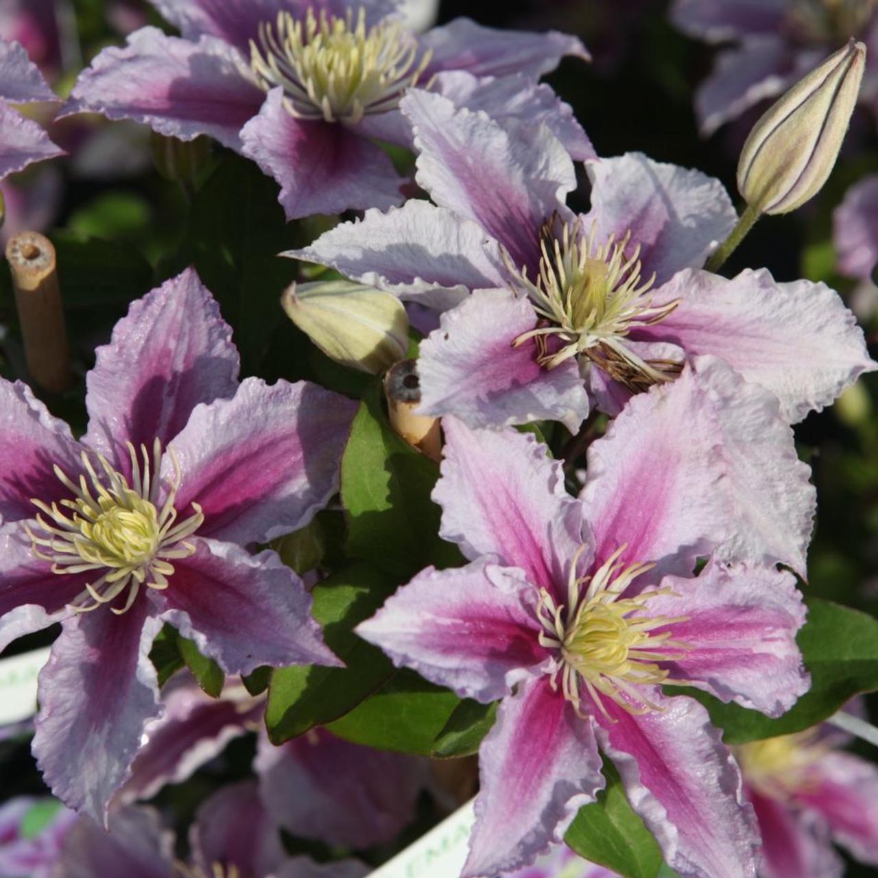 Clematis 'Piilu' plant