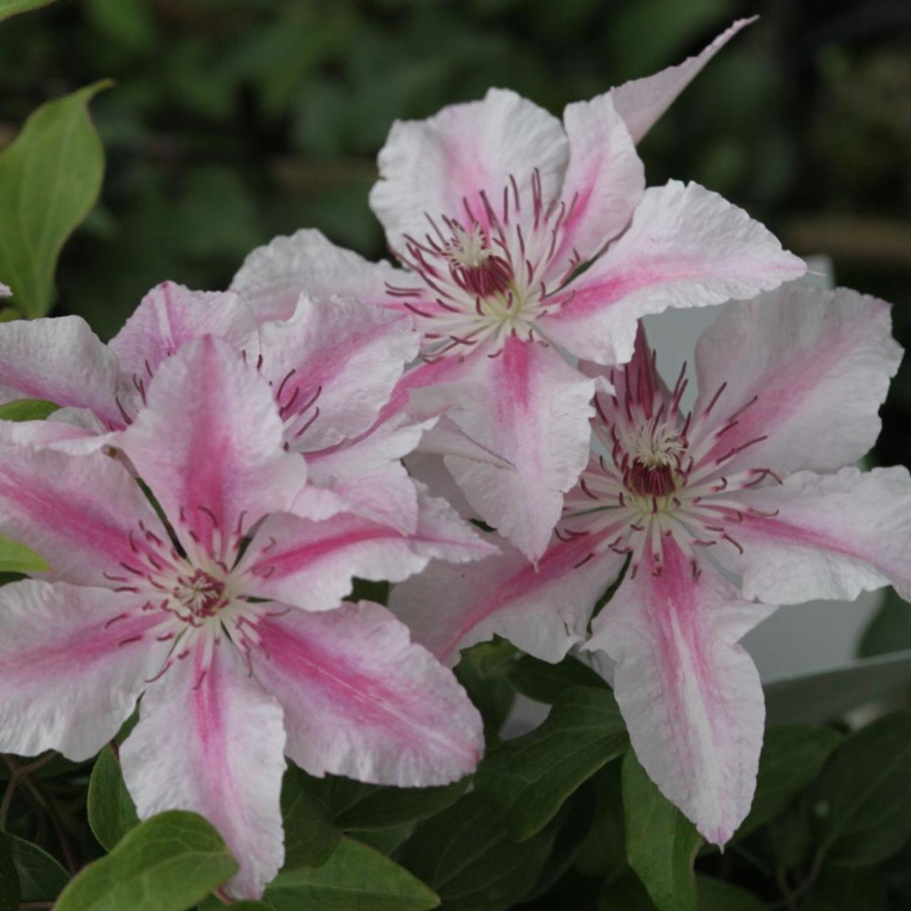 Clematis 'Pink Fantasy' plant
