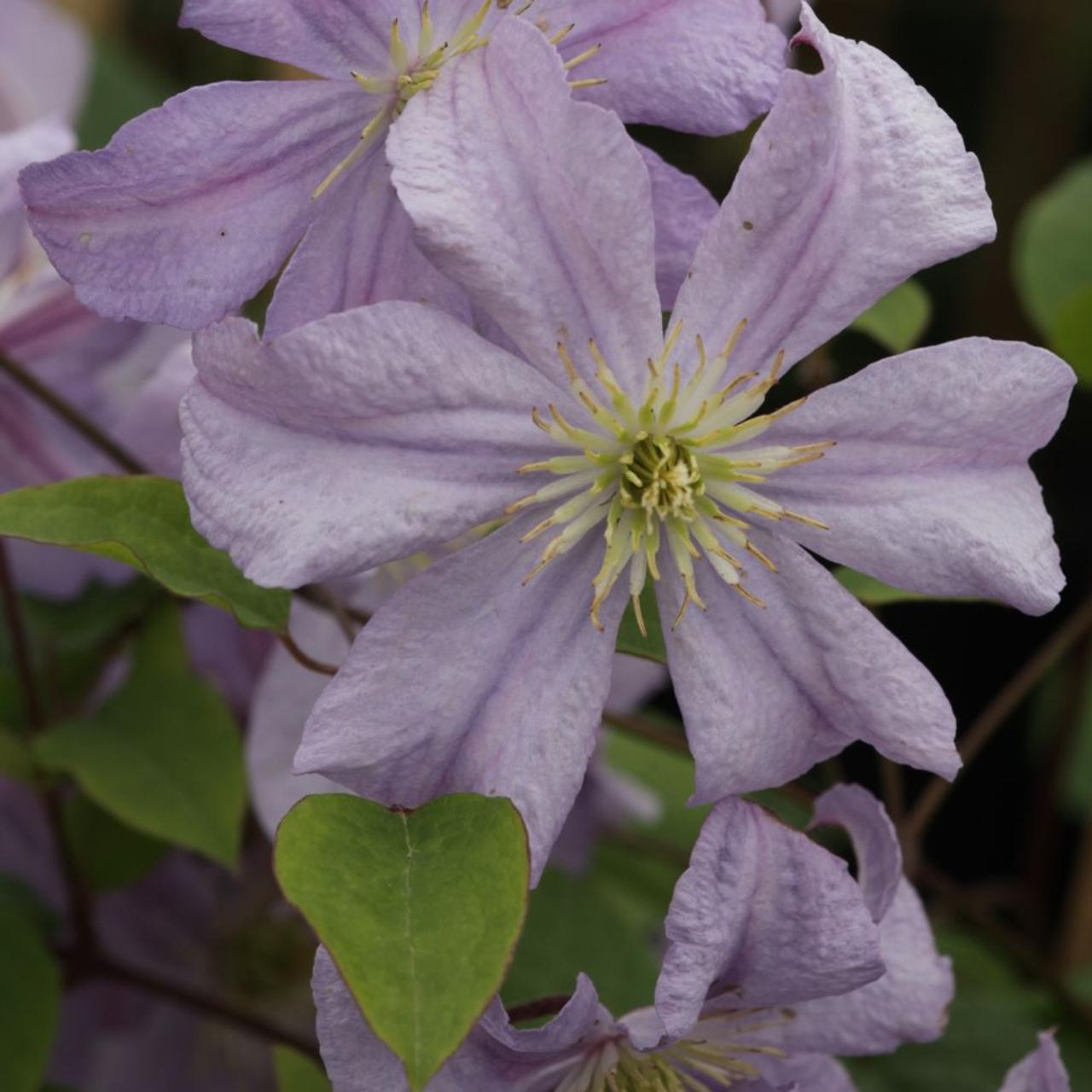 Clematis 'Prince Charles' plant