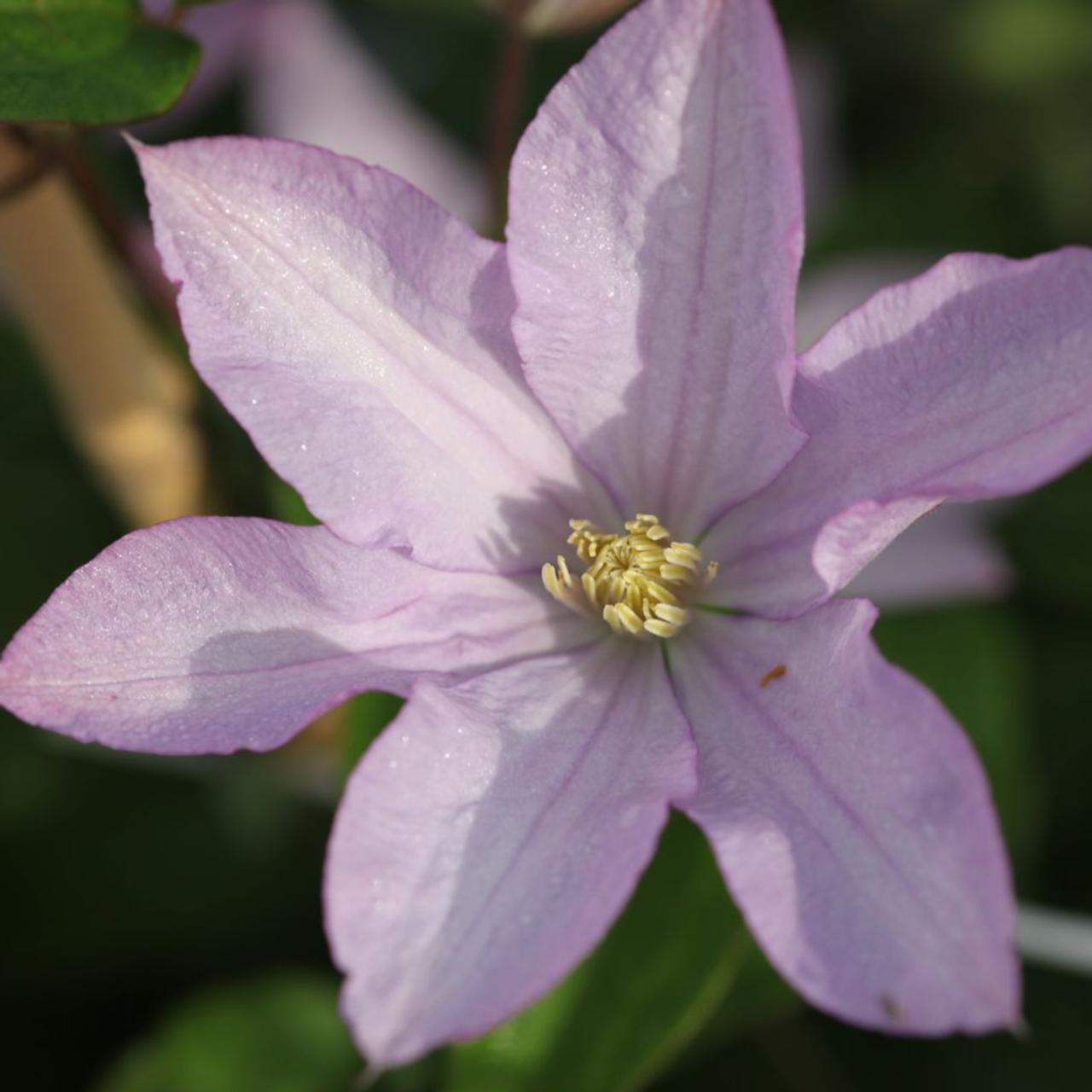 Clematis 'Proteus' plant