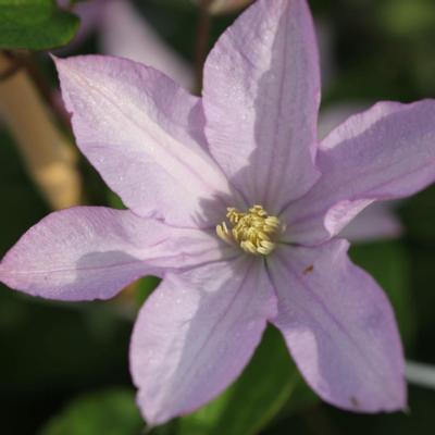 clematis-proteus