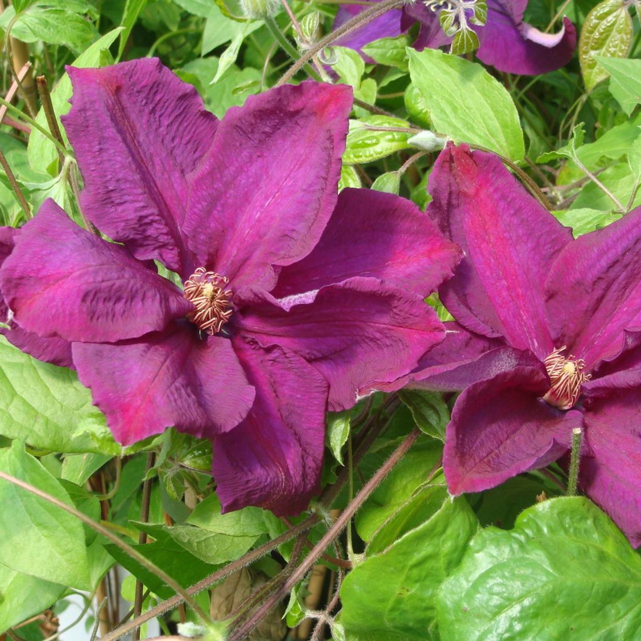 clematis-rahvarinne Clematis 'Rahvarinne' plant