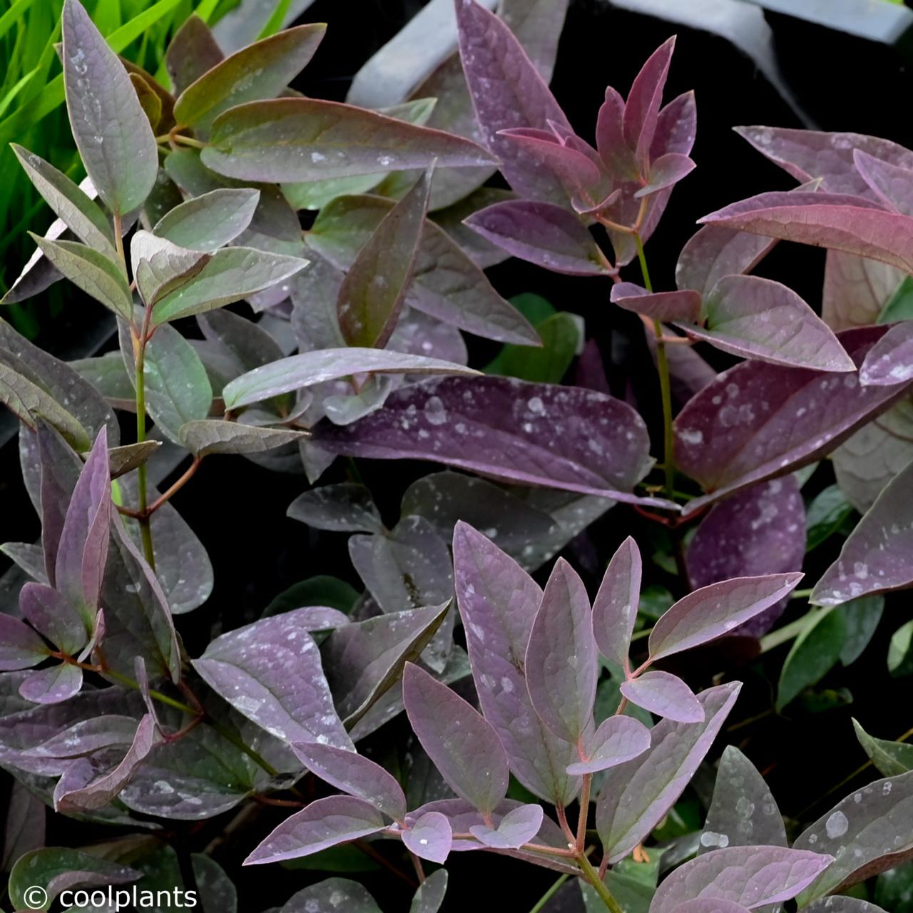 Clematis recta 'Velvet Night' plant