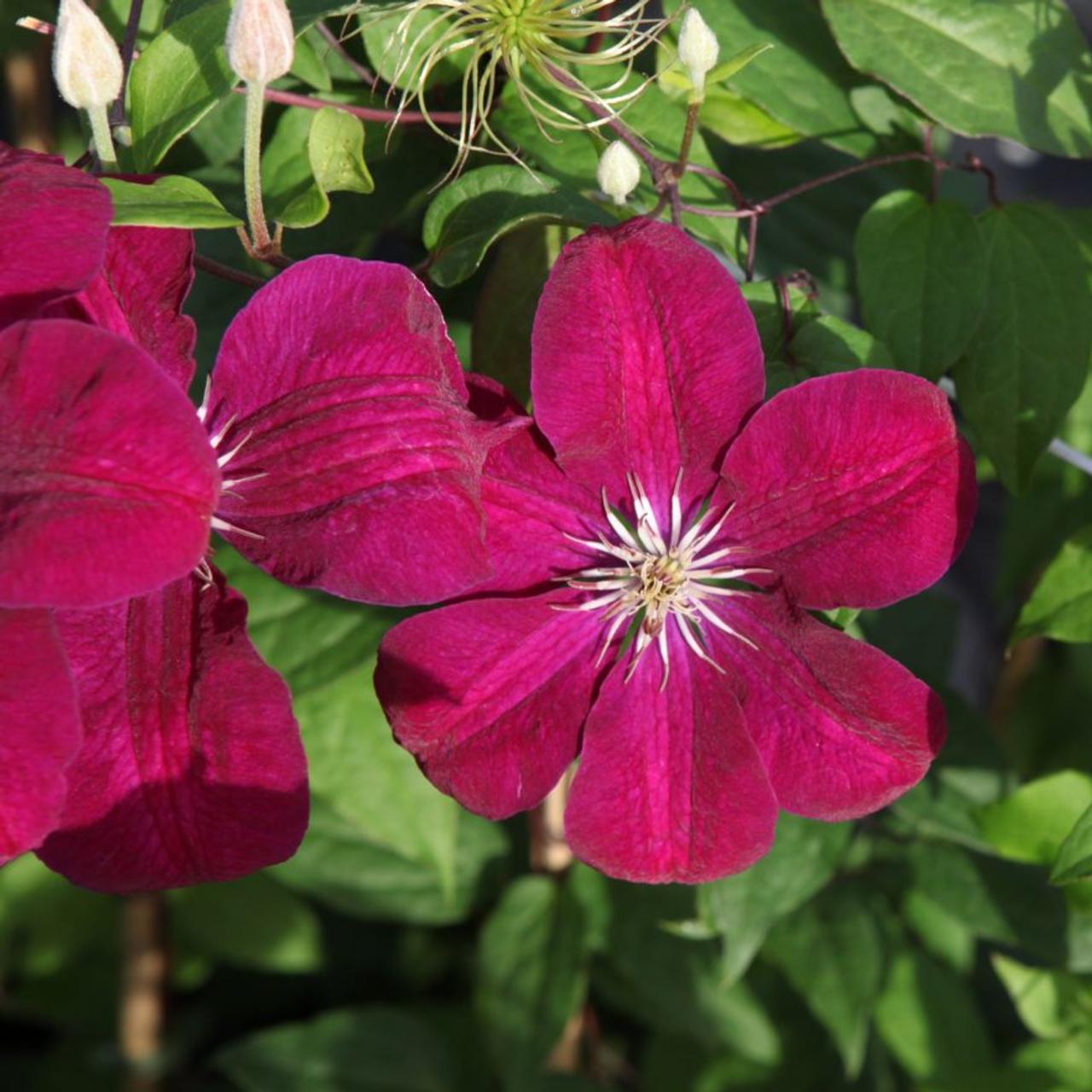 Clematis 'Rouge Cardinal' plant