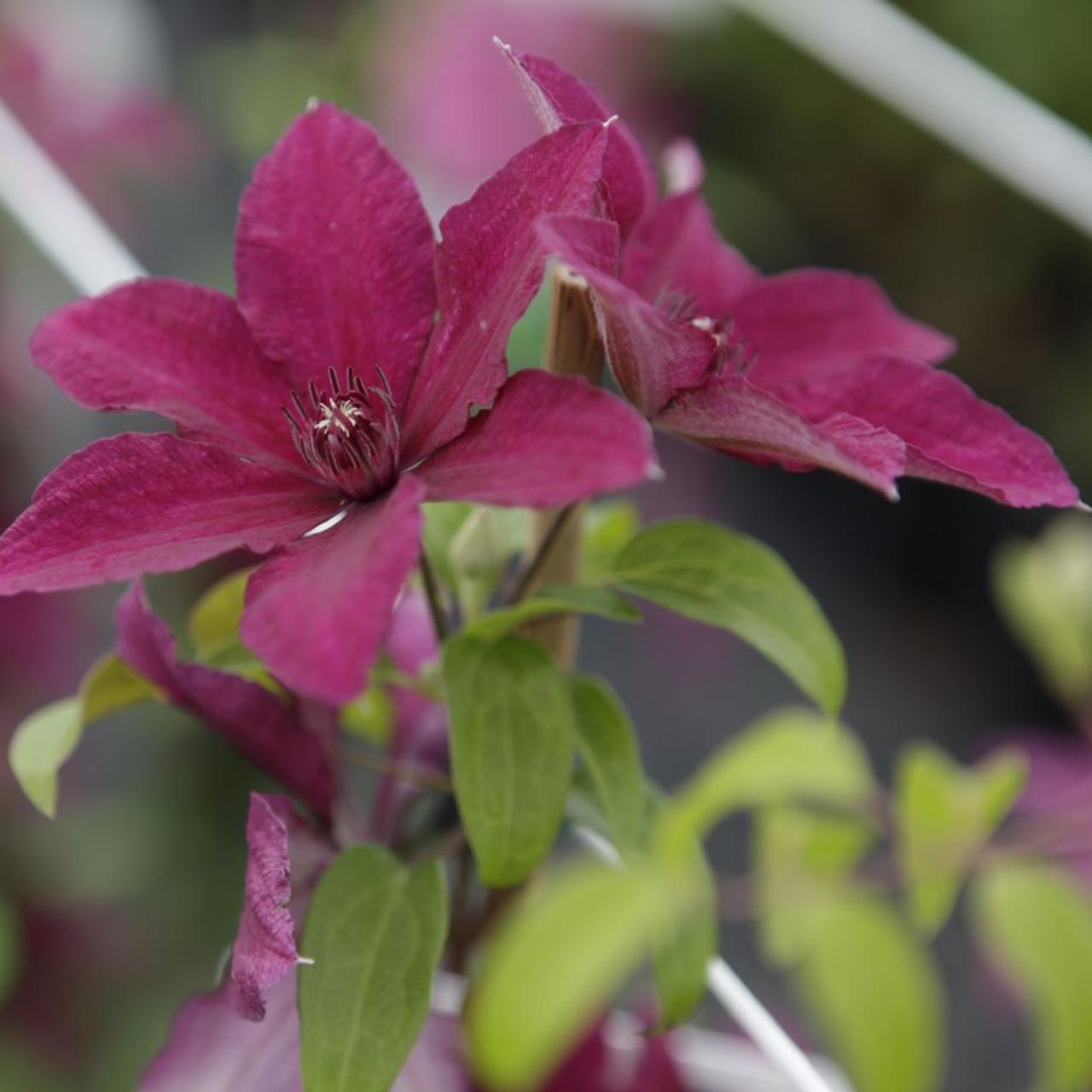 Clematis 'Rüütel' plant