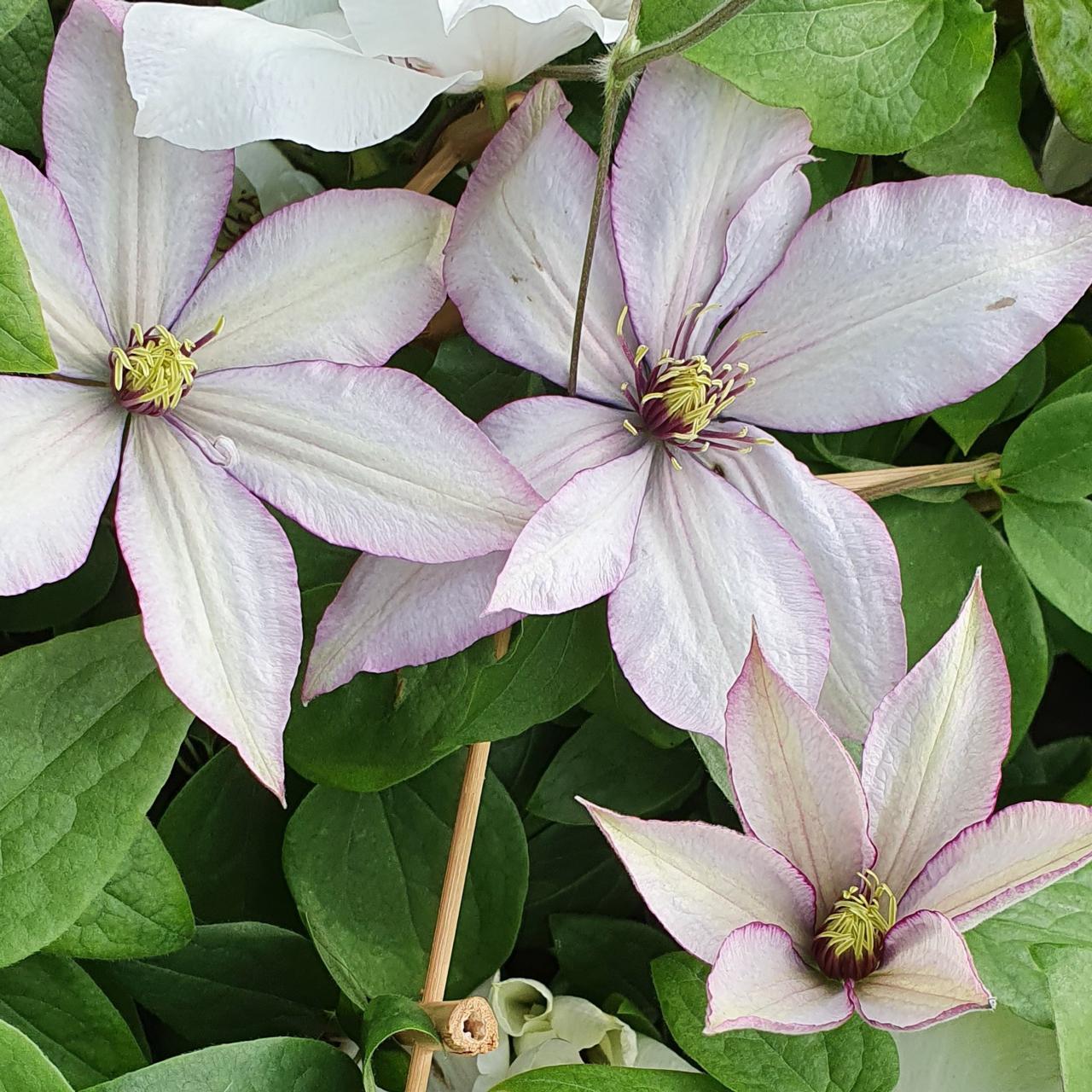 Clematis 'Samaritan Jo' plant