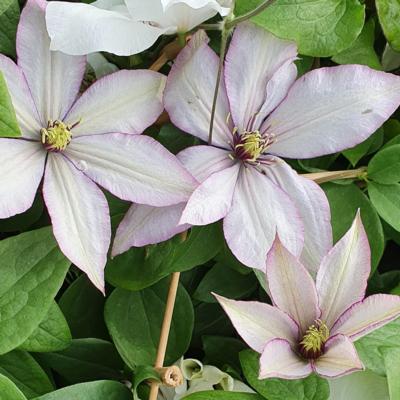 clematis-samaritan-jo