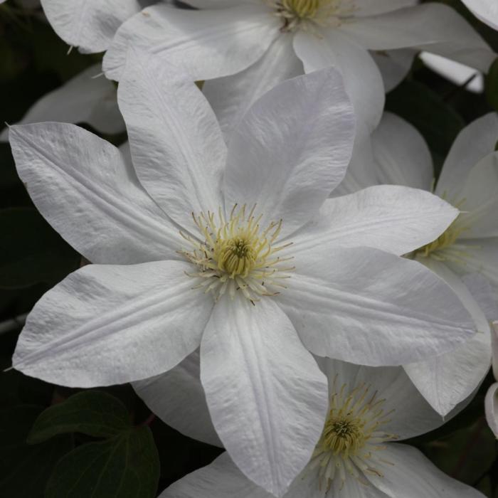 Clematis 'Shirayukihime' plant