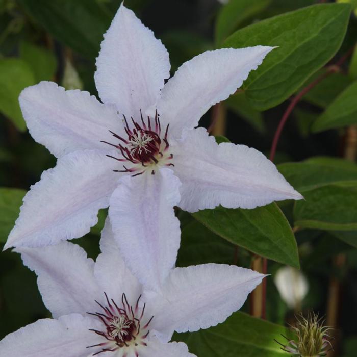 Clematis 'Snow Queen' plant