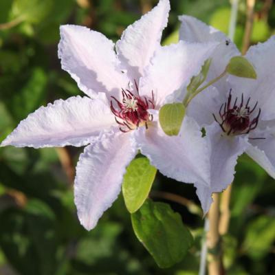 clematis-snow-queen