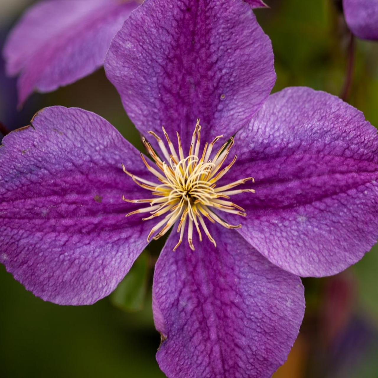 Clematis 'Star of India' plant