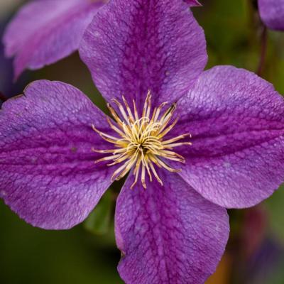 clematis-star-of-india