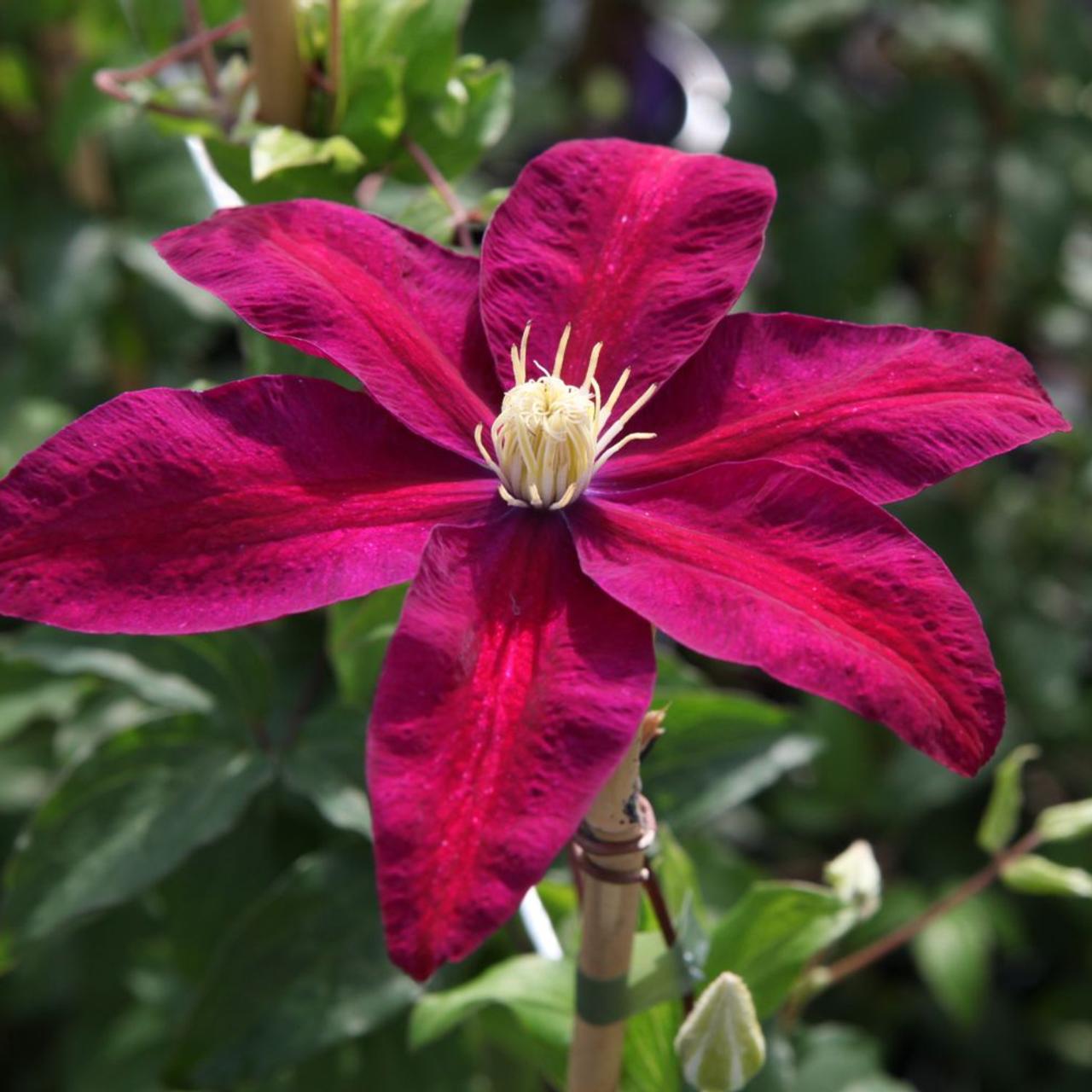 Clematis 'Sunset' plant