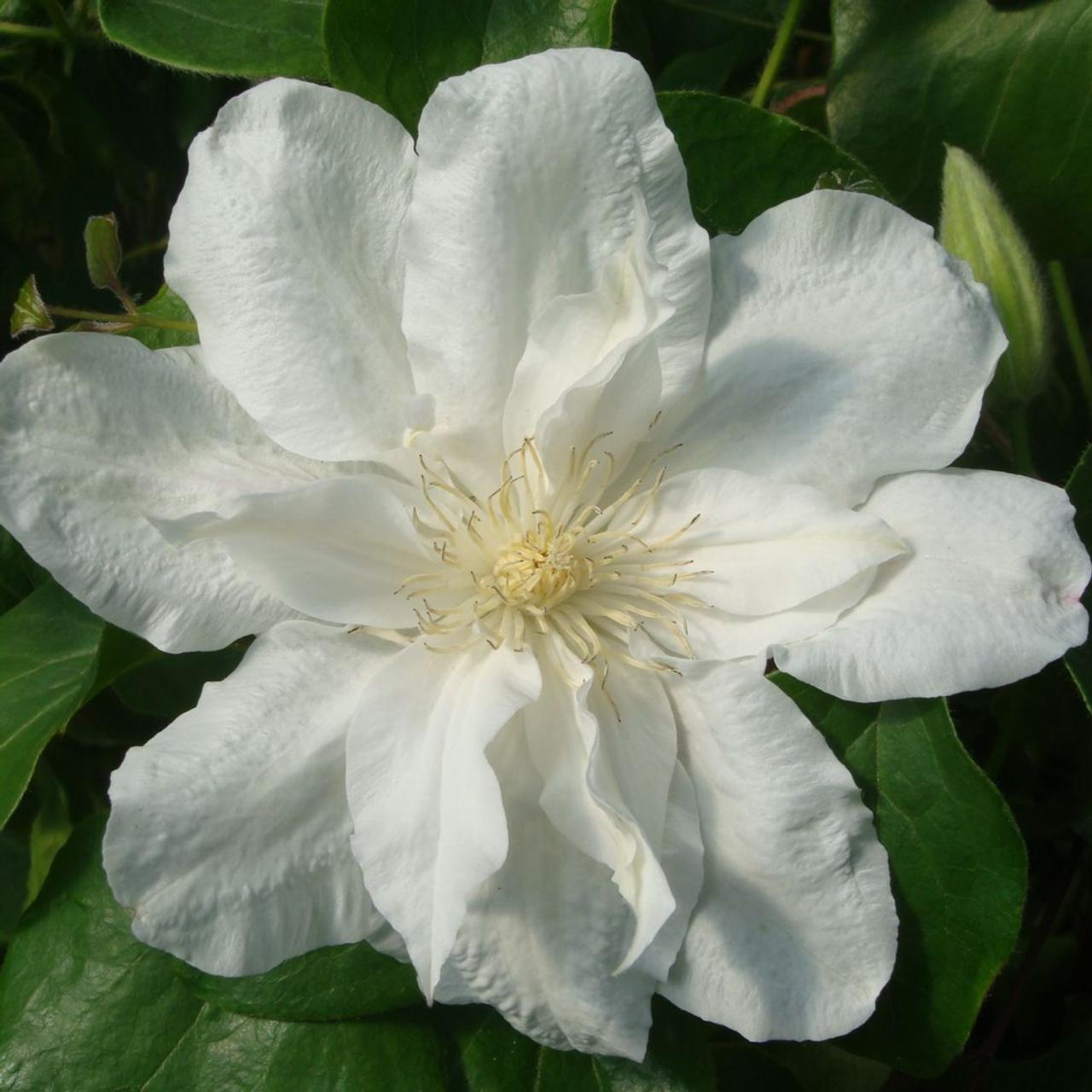 Clematis 'Sylvia Denny' plant