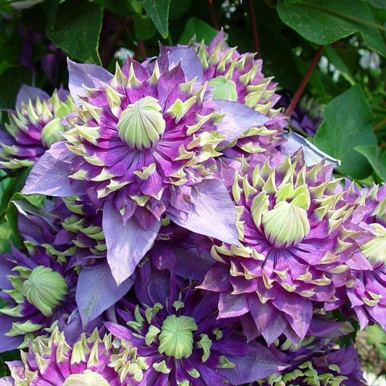 Clematis 'Taiga' plant