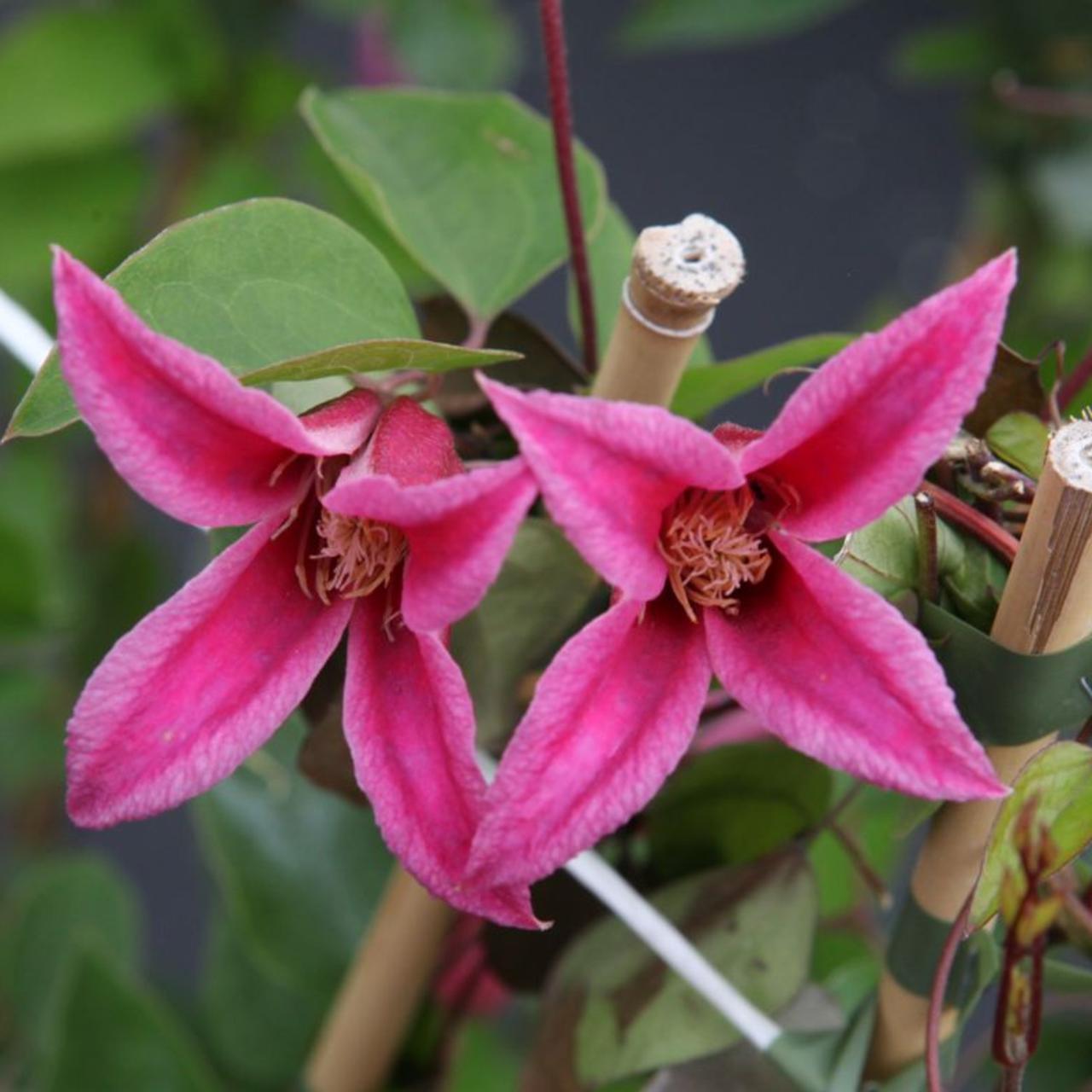 Clematis texensis 'Princess Diana' plant