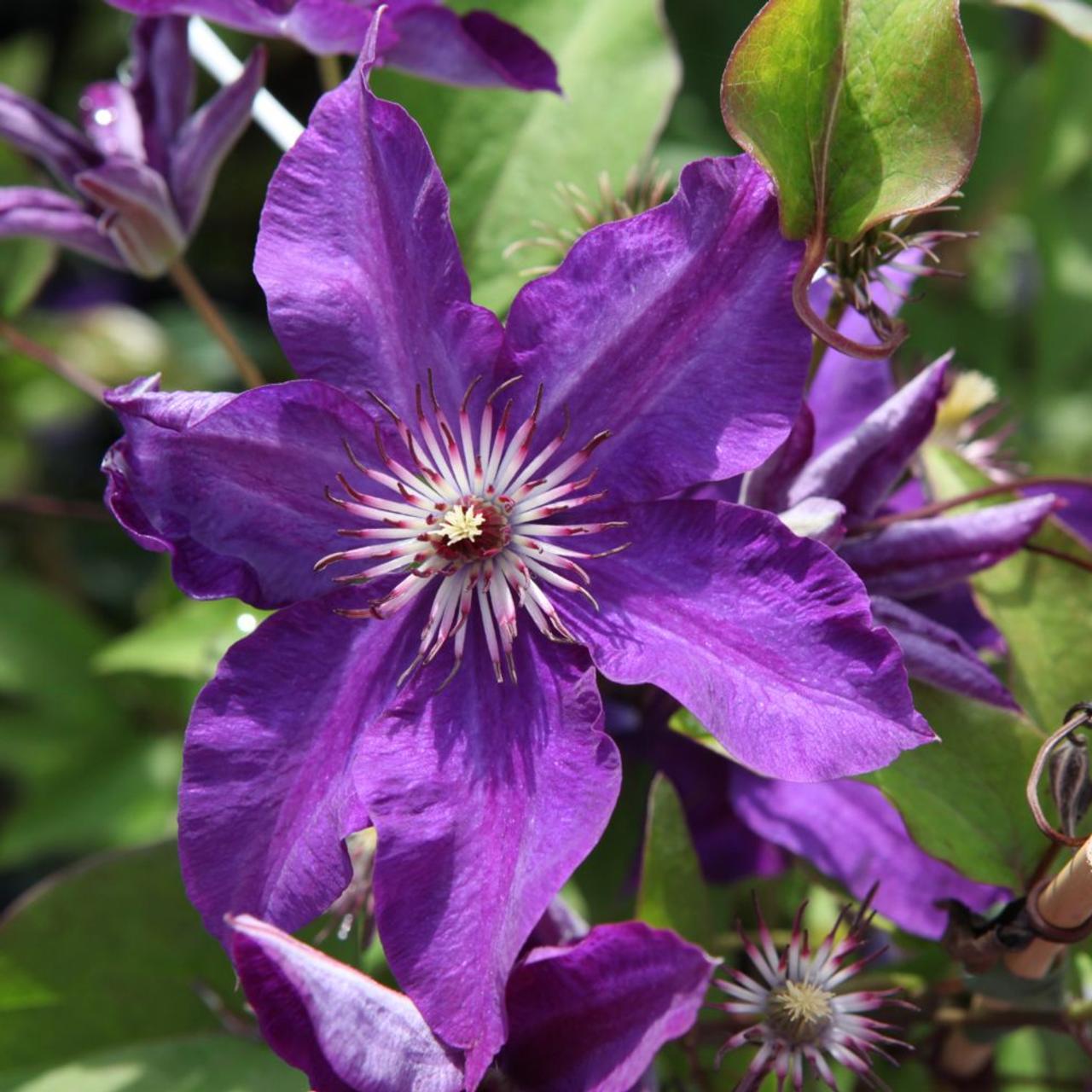 Clematis 'The President' plant