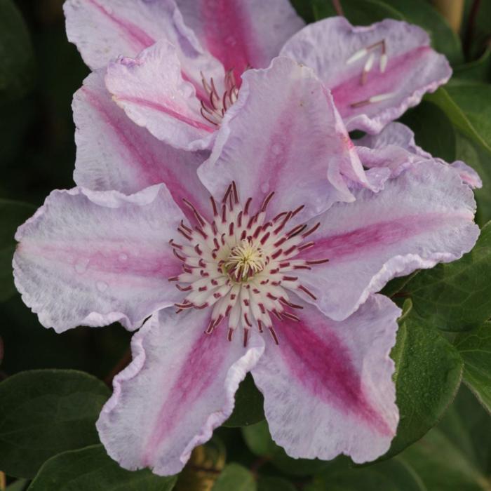 Clematis 'Tudor' plant