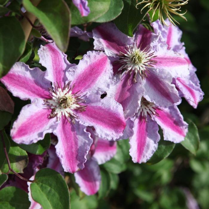 Clematis 'Tudor' plant