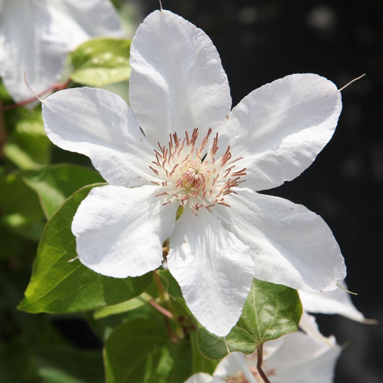 Clematis 'Valge Daam' plant