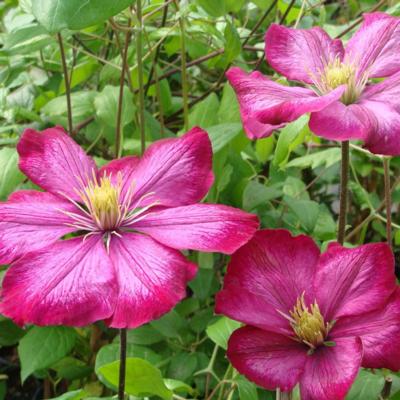 clematis-ville-de-lyon