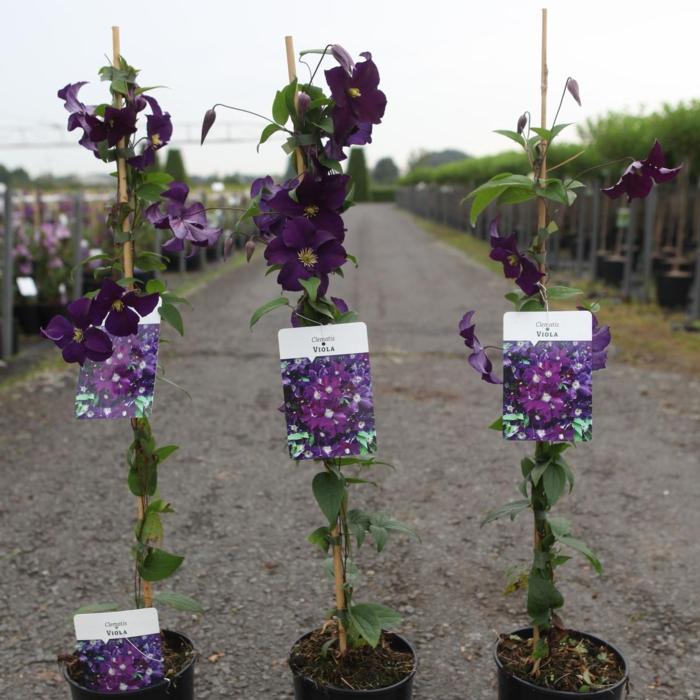 Clematis 'Viola' plant