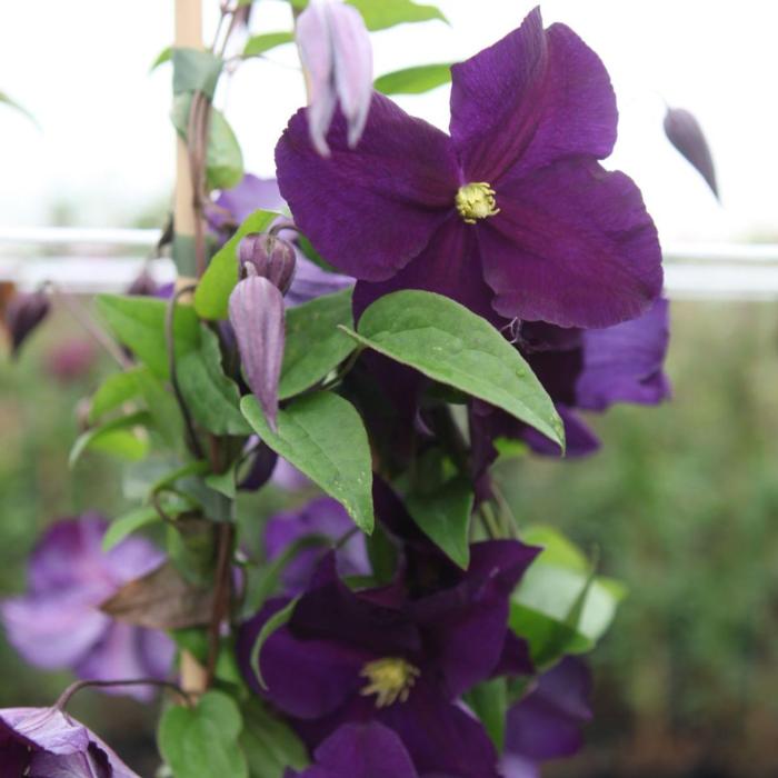 Clematis 'Viola' plant