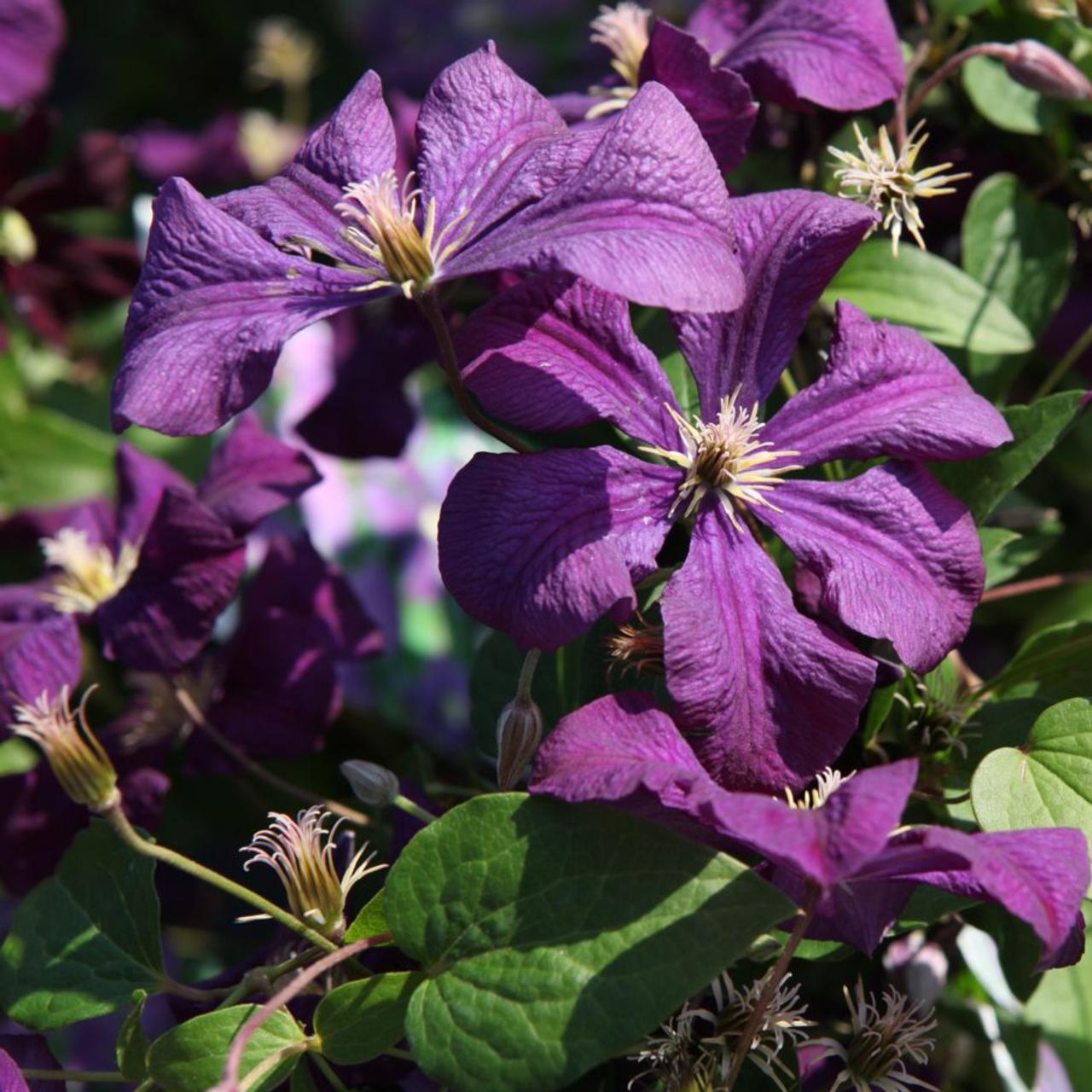 Clematis viticela 'Etoile Violette' plant