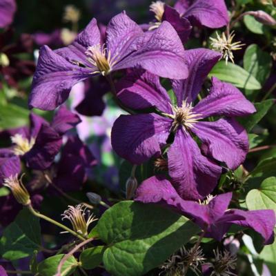 clematis-viticela-etoile-violette