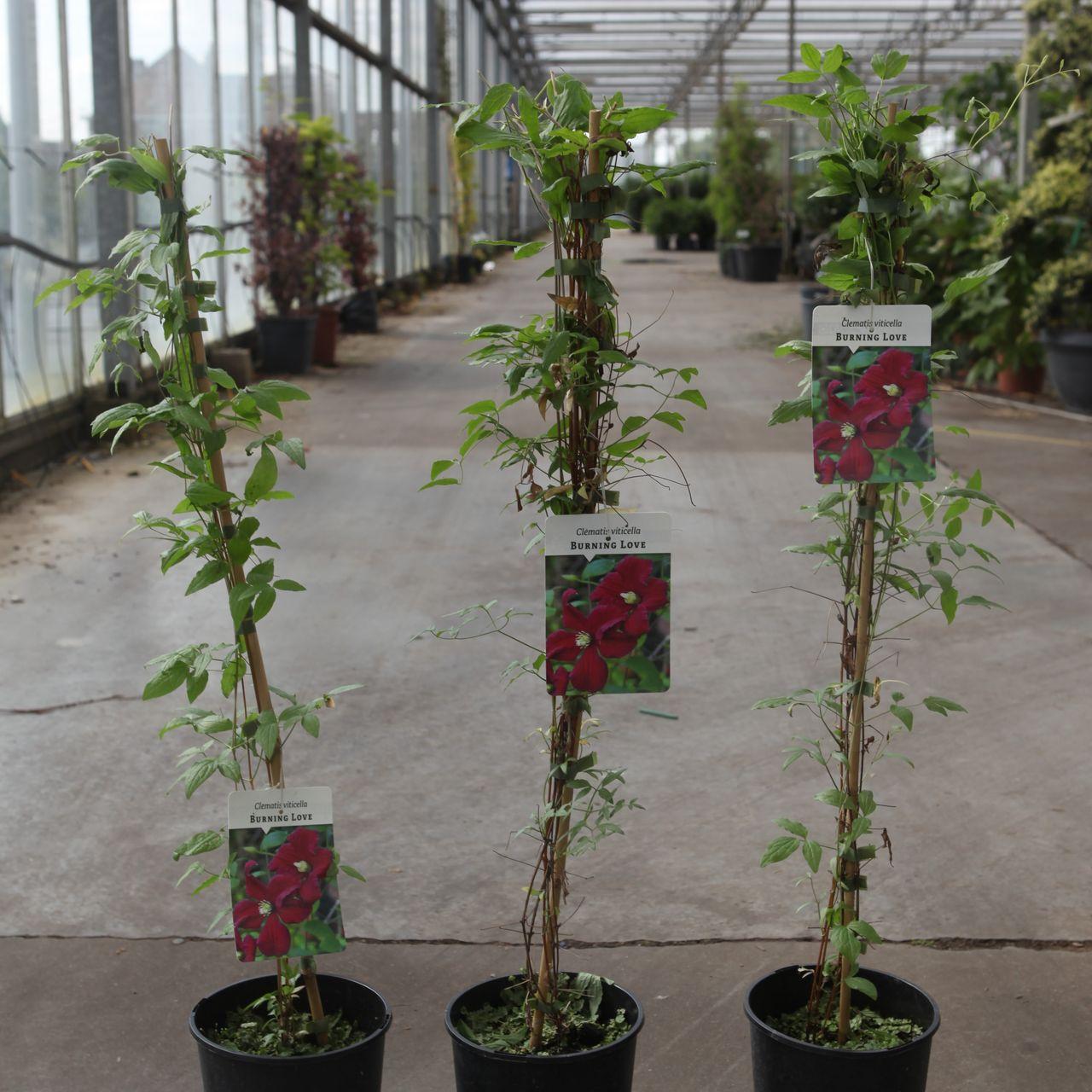 Clematis viticella BURNING LOVE  plant