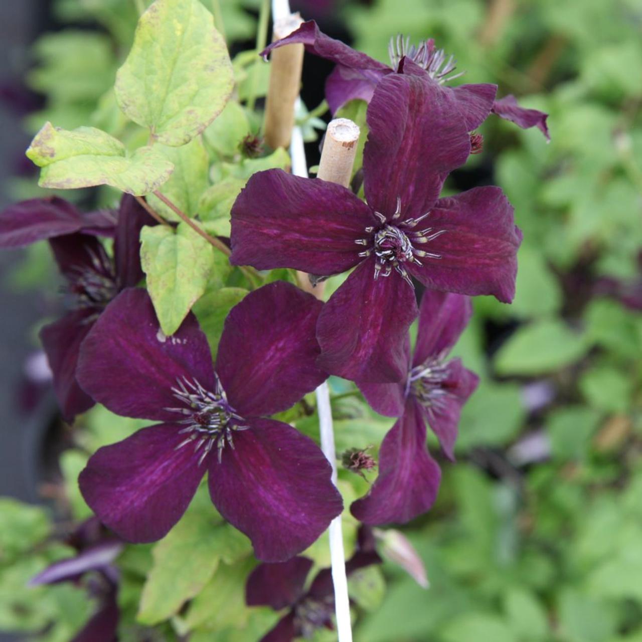 Clematis viticella 'Dark Eyes' plant