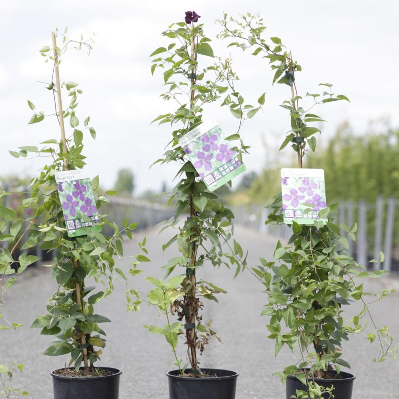 Clematis viticella 'Polish Spirit' plant