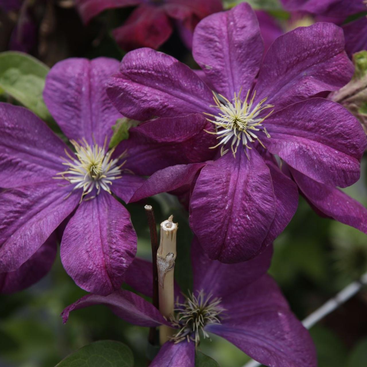 Clematis 'Voluceau' plant