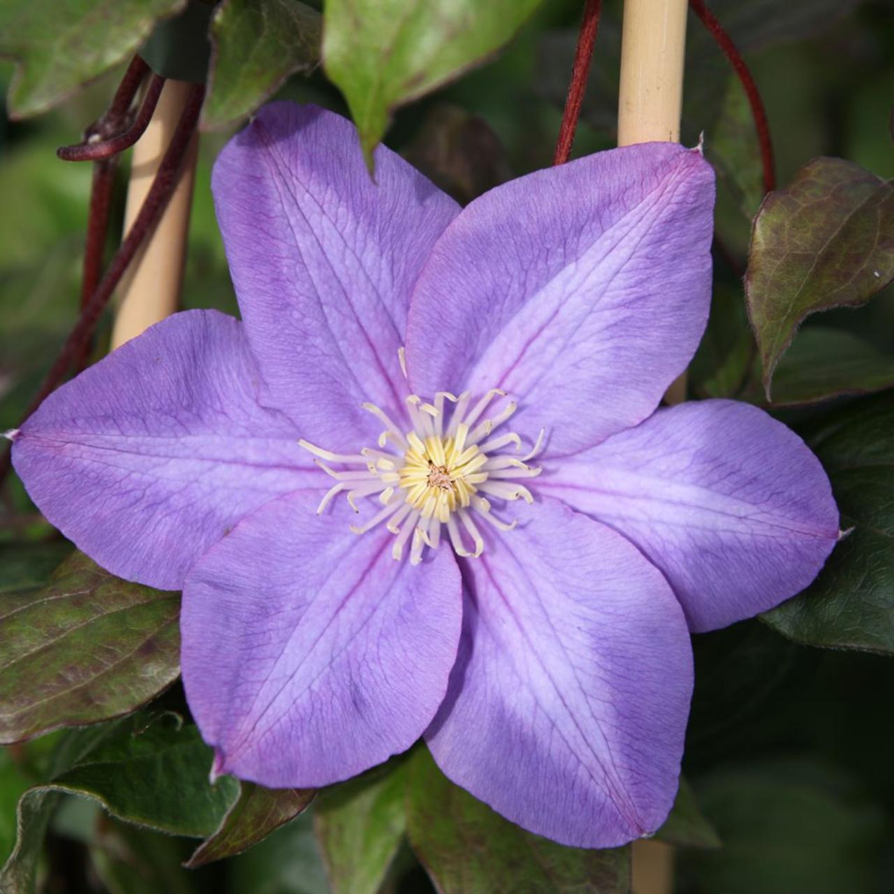 Clematis 'Vyvyan Pennell' plant