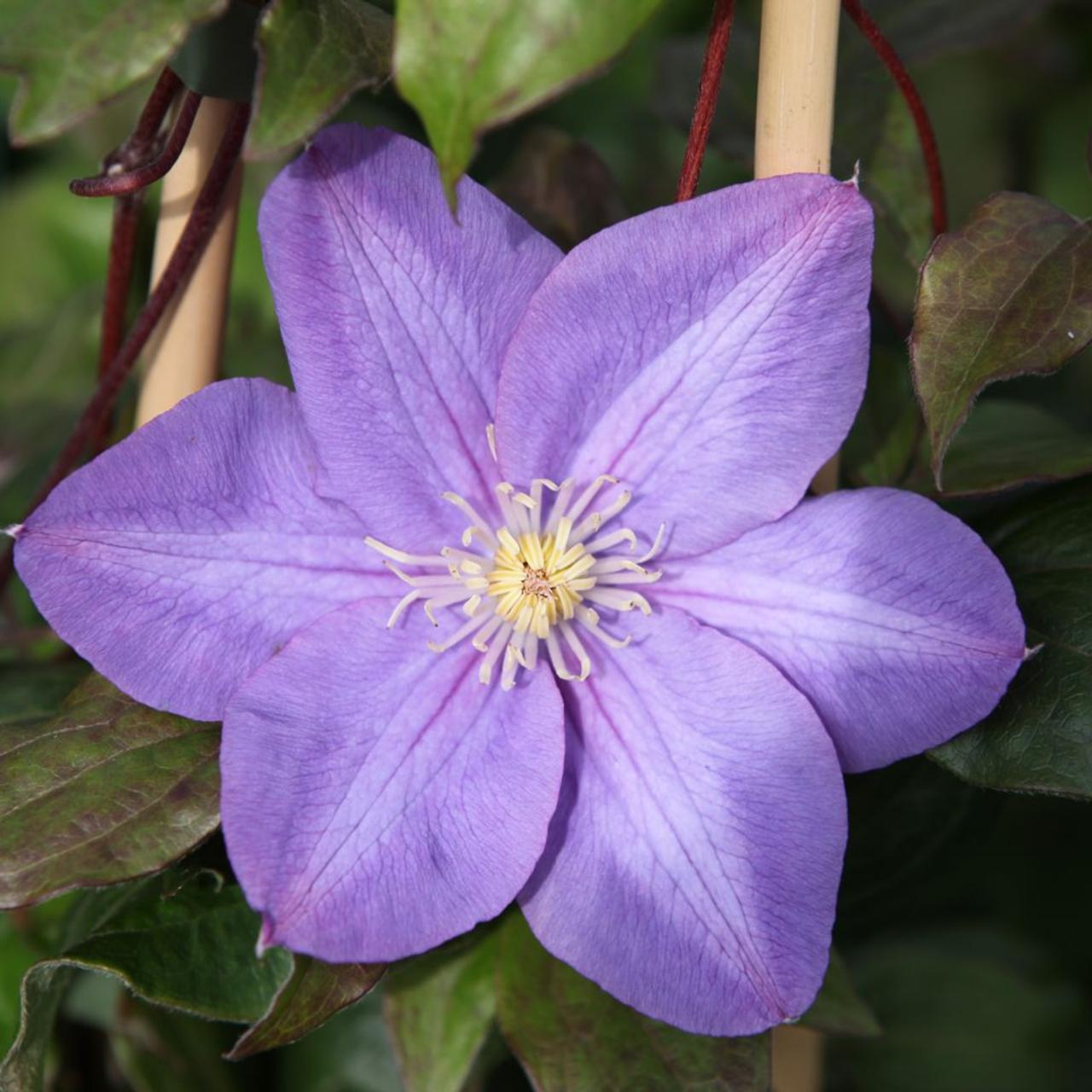 clematis-vyvyan-pennell Clematis 'Vyvyan Pennell' plant