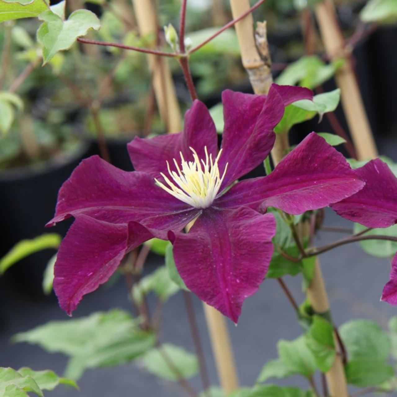 Clematis 'Warszawska Nike' plant