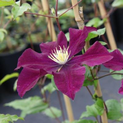 clematis-warszawska-nike