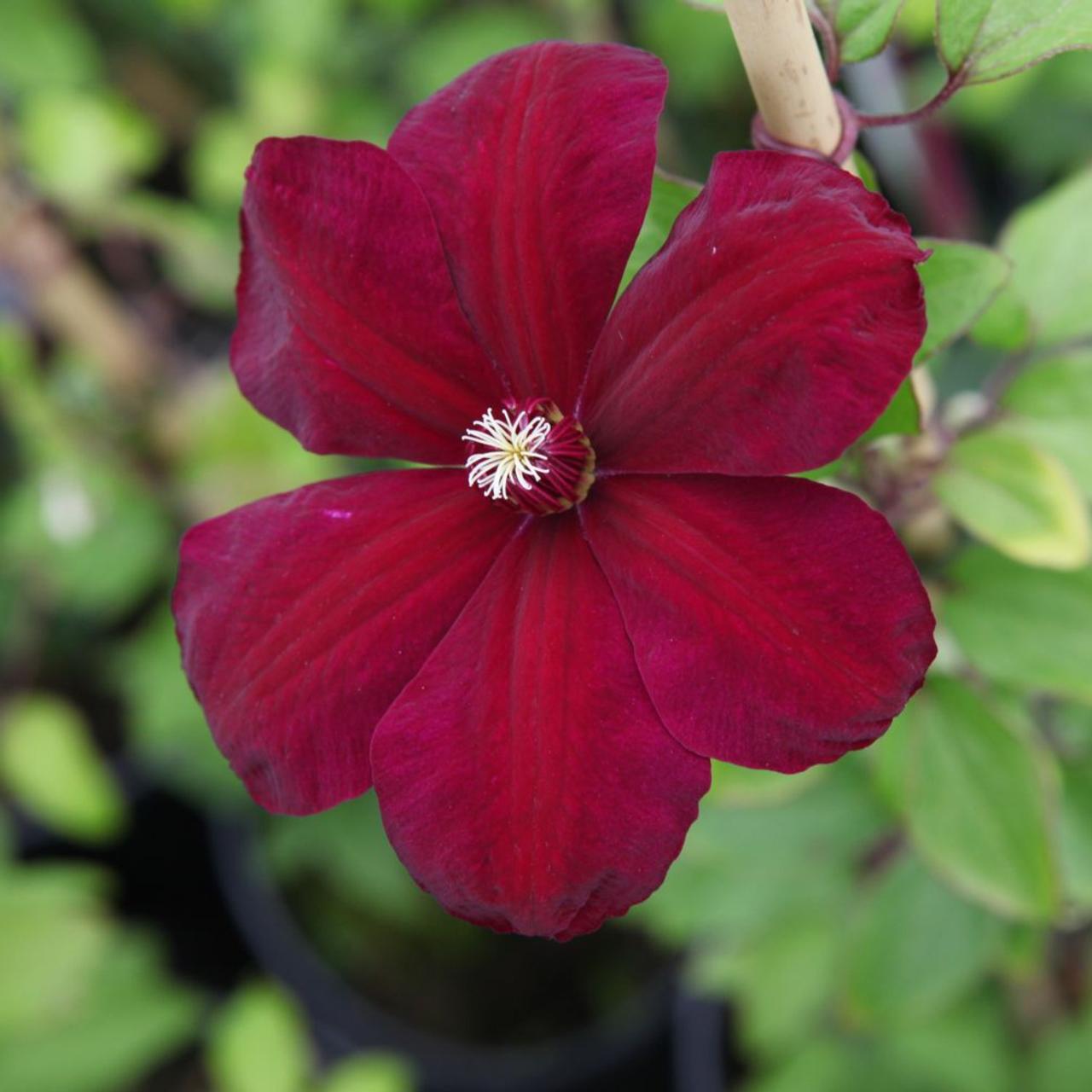 Clematis 'Westerplatte' plant