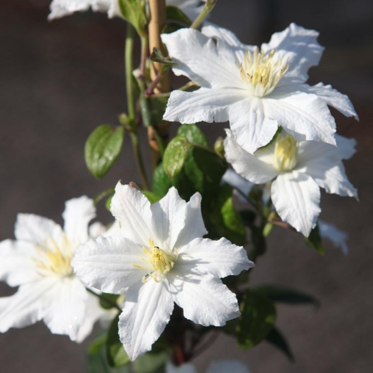 Clematis 'White Arabella' plant