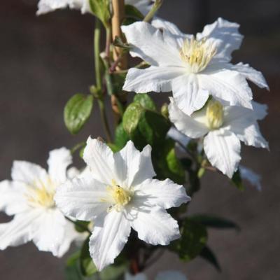 clematis-white-arabella