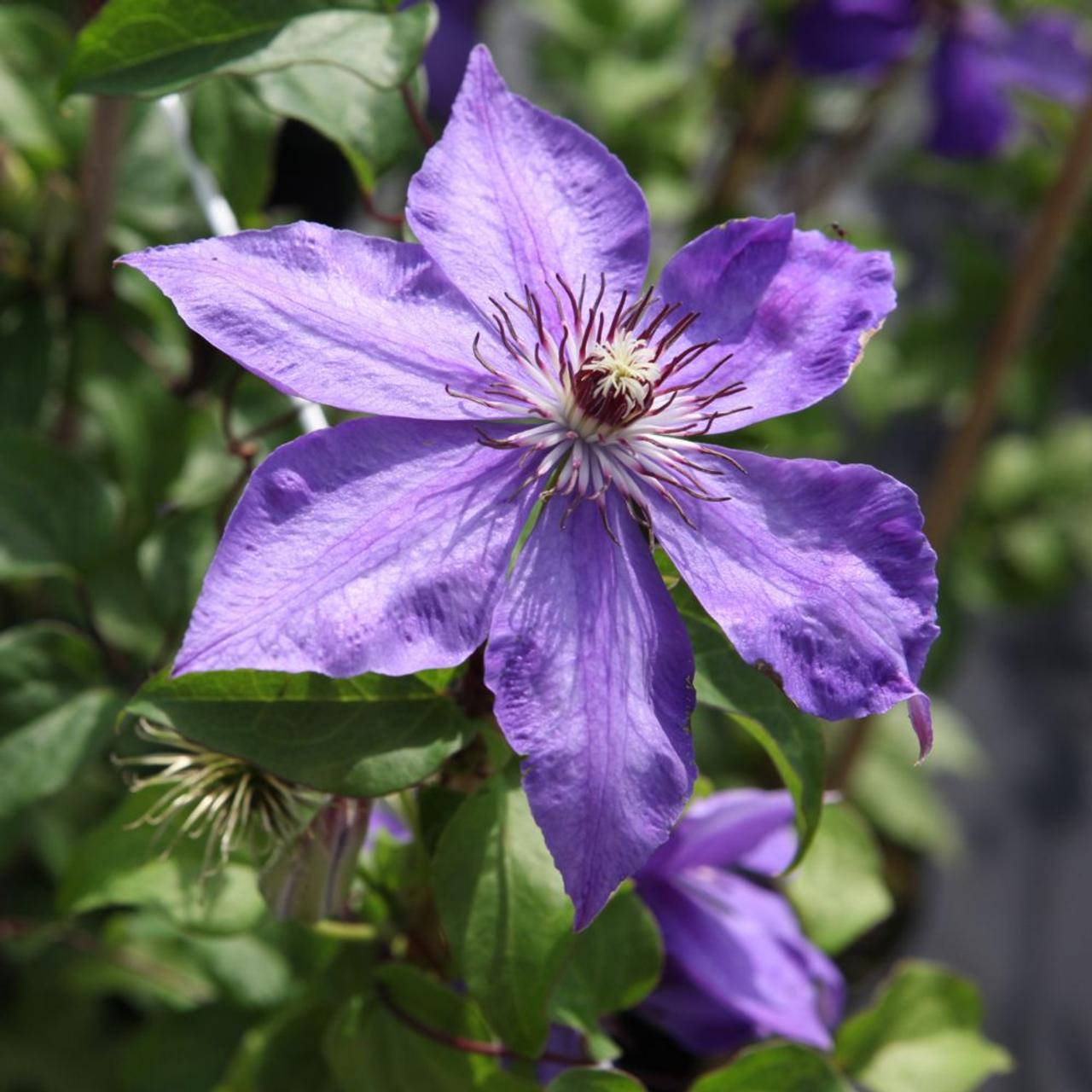 Clematis 'Xerxes' plant