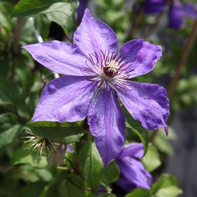 clematis-xerxes